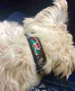 Scrufts’ Captain Jack Dog Collar