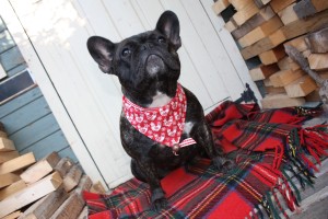 Scrufts' Skandi Bird Christmas Dog Bandana