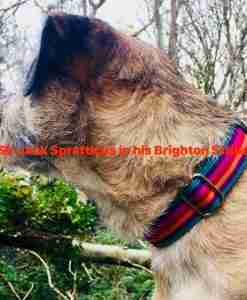 Scrufts Brighton Striped Dog Collar
