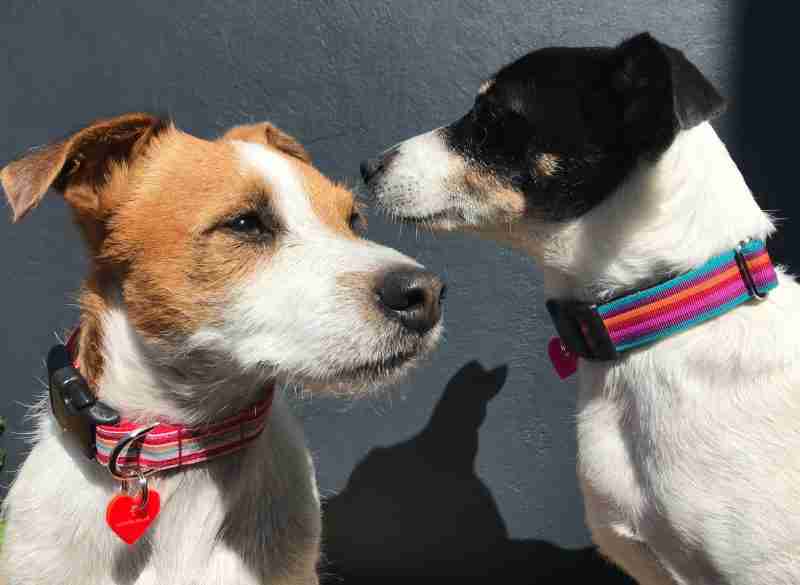 Handmade Dog Collars Scrufts Striped Dog Collars and Leads