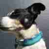 Scrufts Ahoy There Truqoise Striped Dog Collar