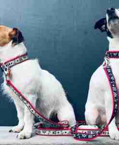 Scrufts Skipper Nautical Dog Collar and Lead with Velvet Lining
