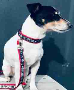 Scrufts Skipper Nautical Dog Collar and Lead with Velvet Lining