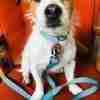 Scrufts Little Elmer Turquoise Dog Collar and Lead with Red Velvet Lining
