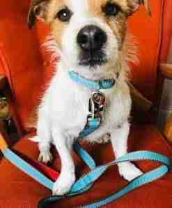 Scrufts Little Elmer Turquoise Dog Collar and Lead with Red Velvet Lining