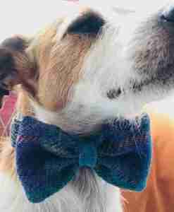 Harris Tweed Dog Bow Tie Collar in Beautiful Blue