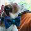 Harris Tweed Dog Bow Tie Collar in Beautiful Blue