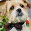 Scrufts' Dougal McHandsome Velvet Bow Tie Dog Collar
