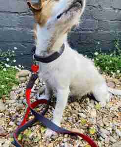 Scrufts Levi Denim Dog Collar and Lead with Velvet Lining