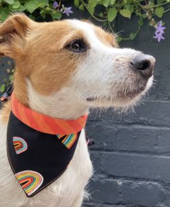 Scrufts Brighton Pride Dog Bandana