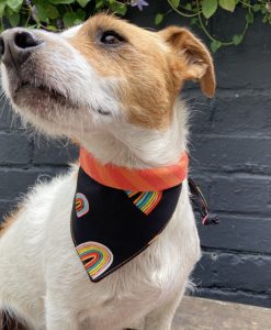 Scrufts Brighton Pride Dog Bandana