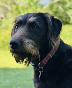 Scrufts Firle Striped Dog Collar with Velvet Lining